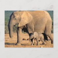 An African Elephant mother and calf on the move