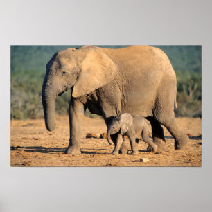 An African Elephant mother and calf on the move Poster