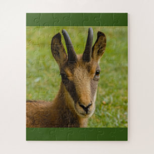 an alpine chamois on puzzle