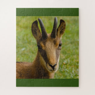 an alpine chamois on puzzle