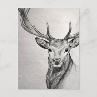 An amazing pencil drawing of a beautiful creature. postcard