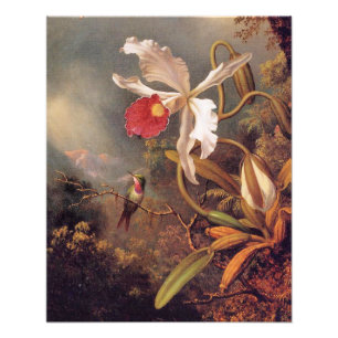 An Amethyst Hummingbird with White Orchid Photo Print