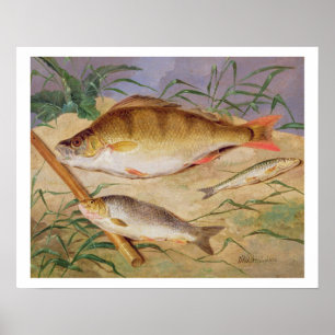 An Angler's Catch of Coarse Fish (oil on panel) Poster