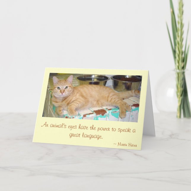 An animal's eyes card (Front)