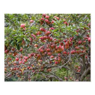 An Apple Tree Photo Print