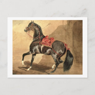 An Arabian Horse (w/c laid down on paper) Postcard