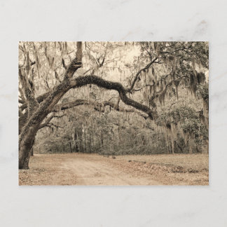 An Arch of Oakes post card