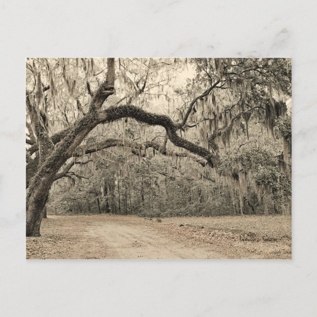 An Arch of Oakes post card (Front)