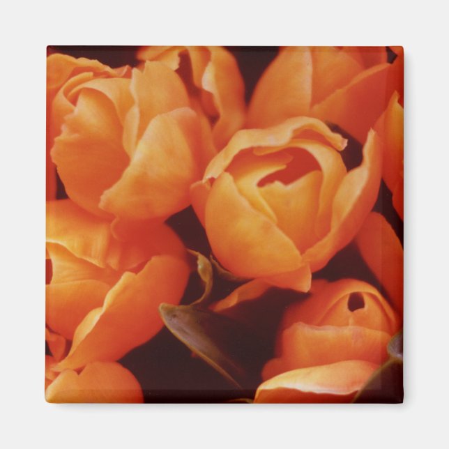 An Array of Orange Tulips, Amsterdam street market Magnet (Front)