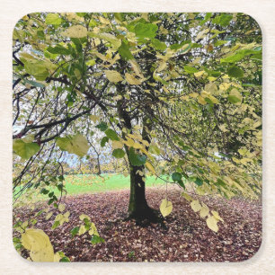 An autumn walk square paper coaster