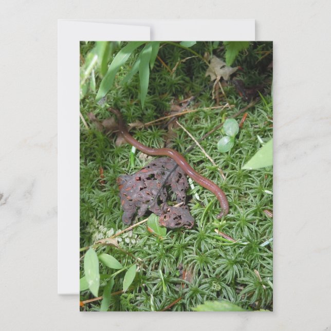 An Earthworm (Front)
