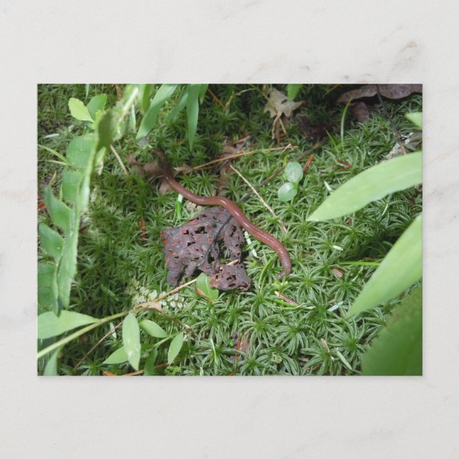 An Earthworm Postcard (Front)