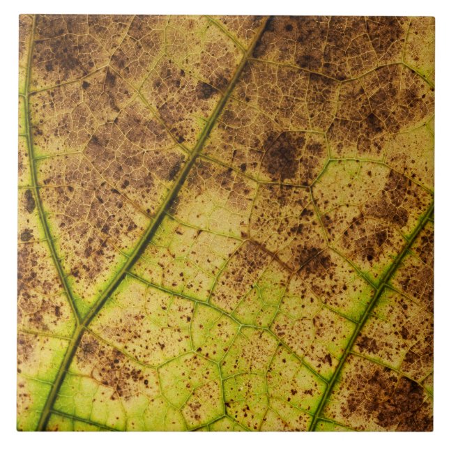 An Earthy Yellow and Brown Leaf Macro Image Tile (Front)