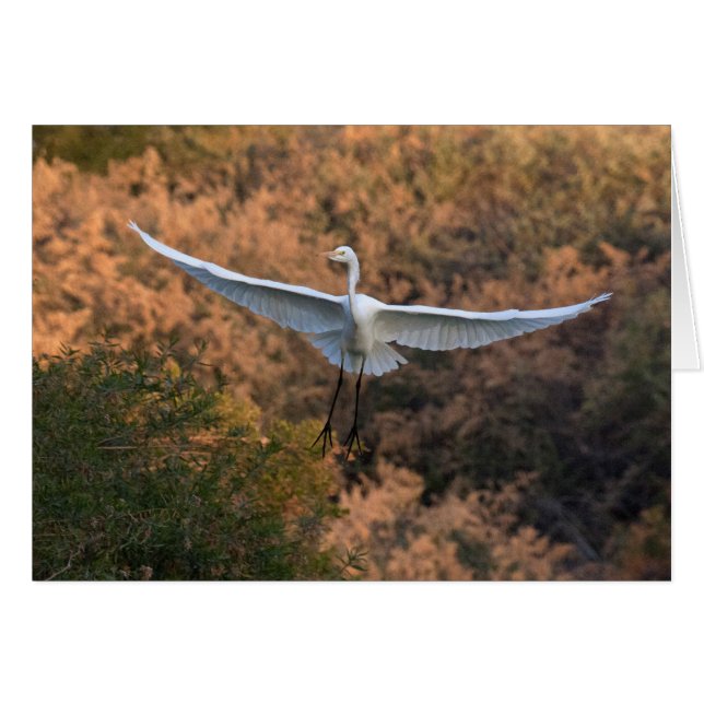 An Egret flies (Front Horizontal)