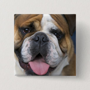An english bulldog in Belgium. 15 Cm Square Badge