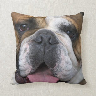 An english bulldog in Belgium. Cushion