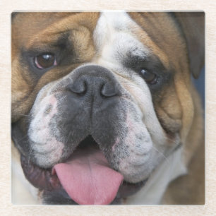 An english bulldog in Belgium Glass Coaster