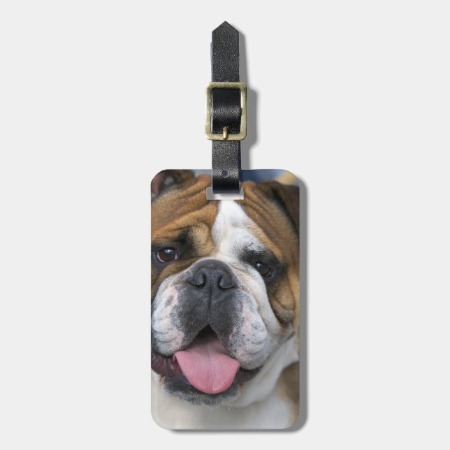 An english bulldog in Belgium. Luggage Tag (Front Vertical)
