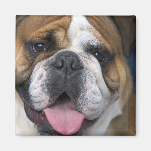 An english bulldog in Belgium. Magnet (Front)
