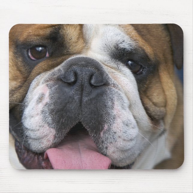 An english bulldog in Belgium. Mouse Pad (Front)