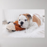An English Bulldog Puppy Playing With A Bulldog