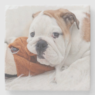 An English Bulldog Puppy Playing With A Bulldog Stone Coaster