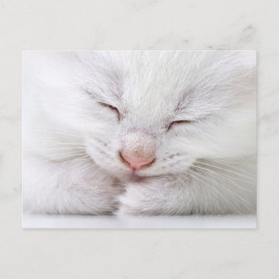 An extreme close up of a very young white postcard