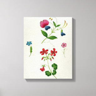 An illustration from 'A New Treatise on Flower Pai Canvas Print