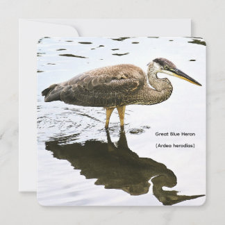 An immature Great Blue Heron (Ardea herodias) Card