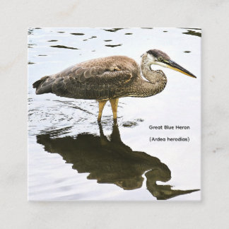 An immature Great Blue Heron (Ardea herodias) Enclosure Card