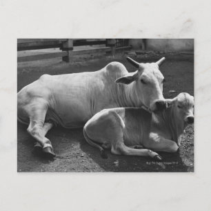 An Indian cow and its calf lying in a farmyard Postcard