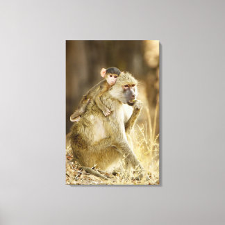 An infant Yellow Baboon(Papio Canvas Print