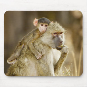 An infant Yellow Baboon(Papio Mouse Pad