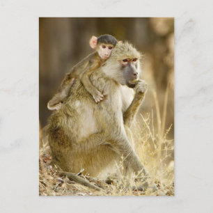 An infant Yellow Baboon(Papio Postcard