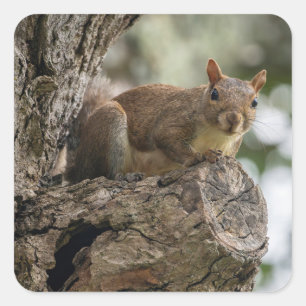 An inquisitive squirrel perched on a tree branch. square sticker