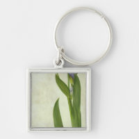An Iris