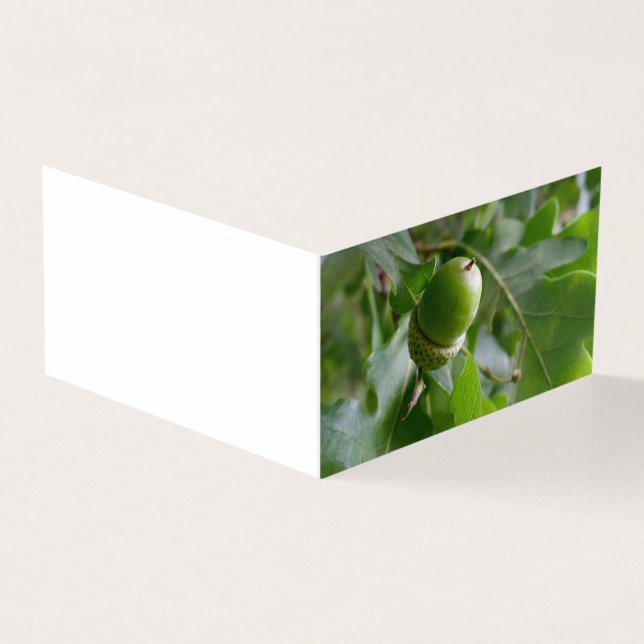 an oak fruit (Outside)