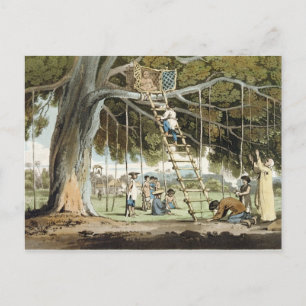 An Offering of First Fruits to the God Fo, plate 1 Postcard