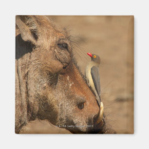 An Oxpecker on a warthogs snout, Isimangaliso, Magnet