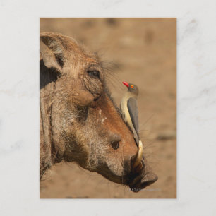An Oxpecker on a warthogs snout, Isimangaliso, Postcard