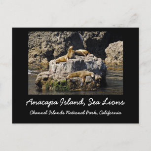 Anacapa Island, Sea Lions Postcard