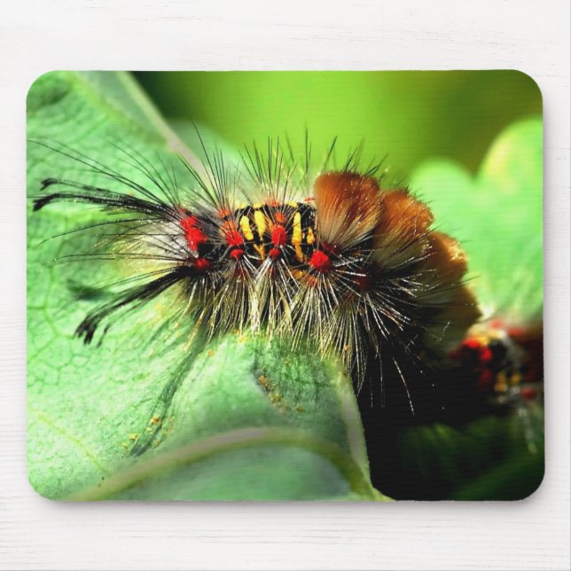 Anacapa Island Tussock Moth Caterpillar Mouse Pad (Front)