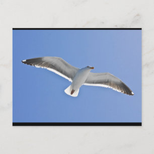Anacapa Island, Western Gull Postcard