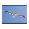 Anacapa Island, Western Gull