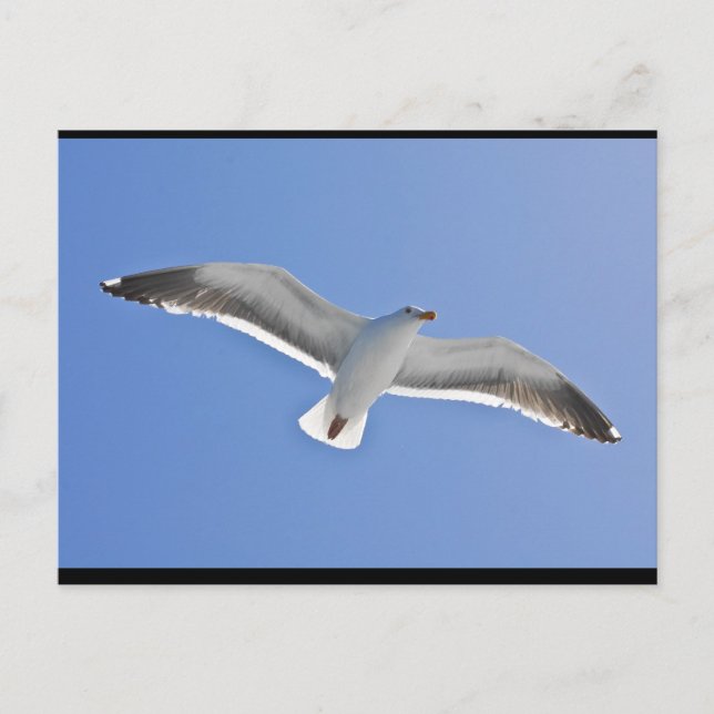 Anacapa Island, Western Gull Postcard (Front)
