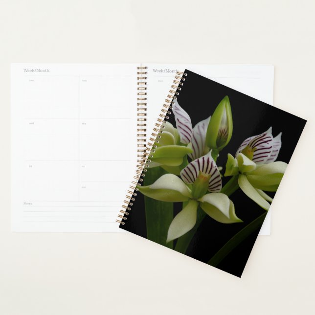 Anacheilium Chacoense Planner (Display)