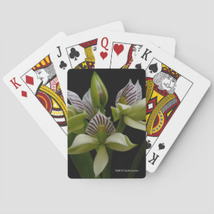 Anacheilium Chacoense Playing Cards