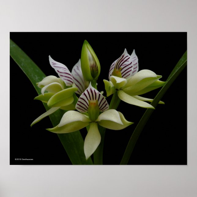 Anacheilium Chacoense Poster (Front)