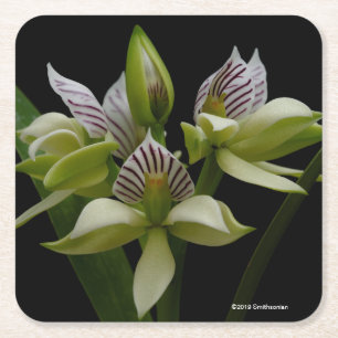 Anacheilium Chacoense Square Paper Coaster