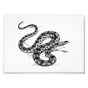 Anaconda Photo Print